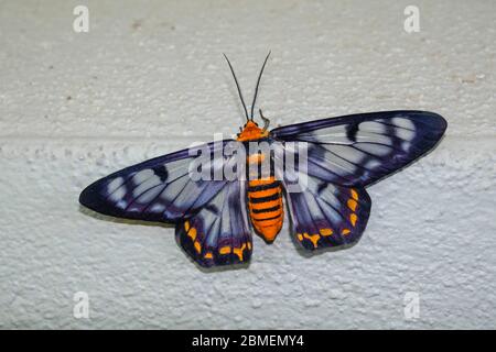 Dysphania fenestria auch bekannt als Dysphania numana, allgemein bekannt an der Four O’clock Moth Stockfoto