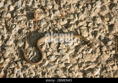 Eine juvenile Grasnatter, Natrix natrix, die im Mai auf einer Straße von einem Fahrzeug getötet wurde. North Dorset England GB Stockfoto