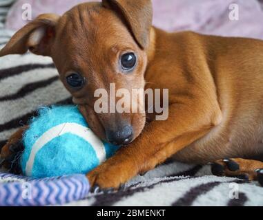 Ein Haustier Welpen der Rasse Miniatur Pinscher Knabbereien mit gespielt Das Makrofoto mit der blauen Kugel Stockfoto