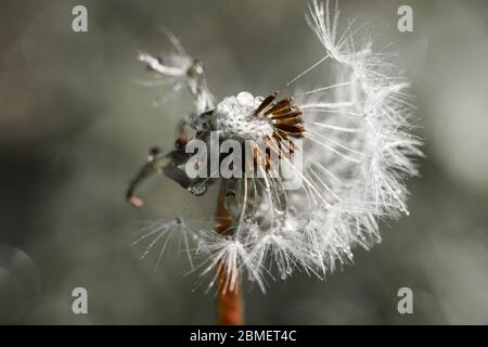 Nahaufnahme von Löwenzahn-Flusen am Löwenzahn-Stamm, mit kleinen Wassertröpfchen, bereit, vom Wind weggeblasen zu werden Stockfoto