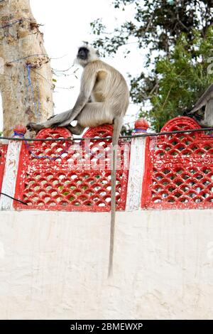 Langurs Hanuman in der Zeile auf Zaun in Indien sitzen, Packung mit Affen. Der hanuman Gottes Armee - fliegende Soldaten von Hanuman von vanara Rasse, monkey Parade Stockfoto