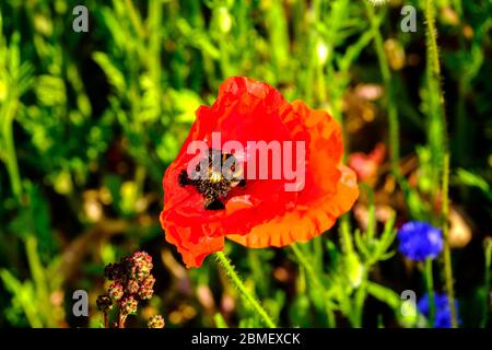 Hummel Biene auf Mohn Blume Nahaufnahme Papaver Rhoeas Mais Mohn Stockfoto