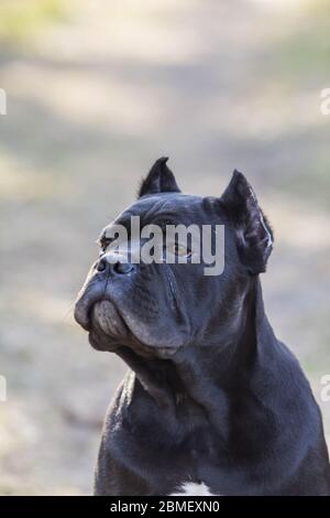Junge Hunde der Zuckerrohr-corso brüten auf einem Spaziergang auf dem Rasen im frühen Frühjahr Stockfoto