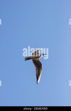 Möwe fliegt über den blauen Himmel und breitet seine Flügel aus und sucht Beute Stockfoto