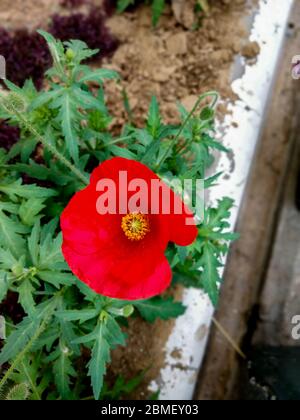 Rote Blume Nahaufnahme mit grünen Blättern Hintergrund Stockfoto
