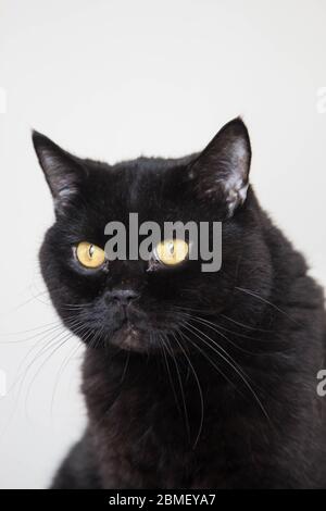 Porträt einer schwarzen Katze, die seitlich aus der Nähe schaut Stockfoto