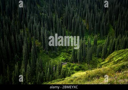 Schönen blick auf den Fluss in den Bergen saftige Wald in der Nähe von Kolsai bei Dämmerung in Kasachstan Stockfoto