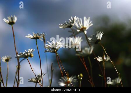 Selektiver Fokus auf wilde Gänseblümchen mit weißem und blauem Hintergrund Stockfoto