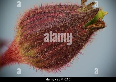 Nahaufnahme der roten campion Knospe Makroaufnahme Stockfoto