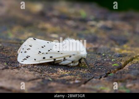 Weiße Ermine Spilosoma lubricipeda in einem Garten im Norden norfolks. GROSSBRITANNIEN. Stockfoto