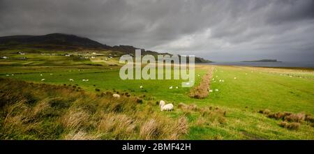 Schafe weiden auf einer Küstenebene bei Staffin unter dem Quiraing-Berg auf der Isle of Skye. Stockfoto