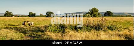 Lämmer weiden auf der Weide bei Ringmer bei Lewes in East Sussex, in der Ferne die Hügel der South Downs. Stockfoto