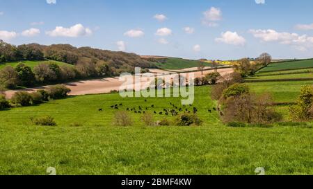 Rinder weiden auf der Weide im Piddle Valley in der sanften Landschaft der englischen Dorset Downs. Stockfoto
