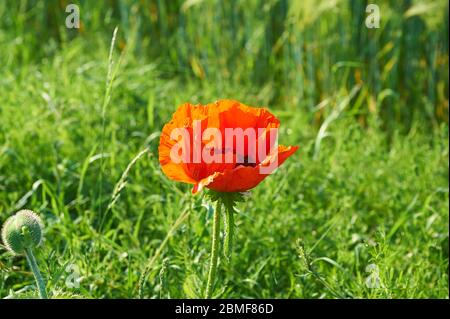 Blühende Mohn-Blüten am Straßenrand in Norddeutschland Stockfoto