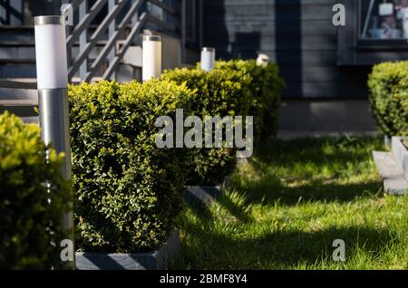 Pflanzen von grünen Büschen der quadratischen Form in Perspektive. Rechteckige Büsche auf Rasen Stockfoto