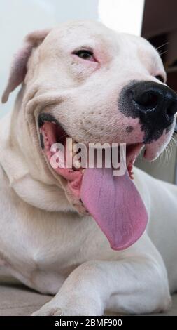 Großer weißer Hund Dogo Argentino an einem heißen Sommertag. Stockfoto