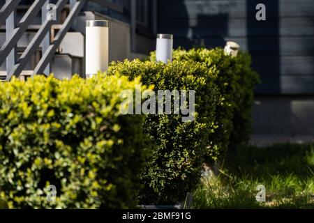 Pflanzen von grünen Büschen der quadratischen Form in Perspektive. Rechteckige Büsche auf Rasen Stockfoto