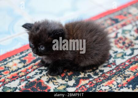 Flauschige schwarze Kätzchen auf dem Teppich auf dem Boden. Stockfoto