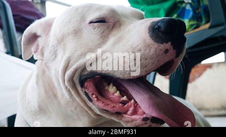 Großer weißer Hund Dogo Argentino an einem heißen Sommertag. Stockfoto