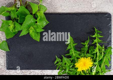 Frühling gepflückte frische Nahrung Brennnesselblätter, Löwenzahn. Gesunde wilde Frühling Bio, Bio-Vitamine aus der Natur auf schwarzem Stein Hintergrund. Flach, Kopie Spa Stockfoto