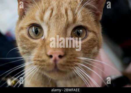 Riesige Augen auf ein kleines Ingwer Rettung Kätzchen Stockfoto