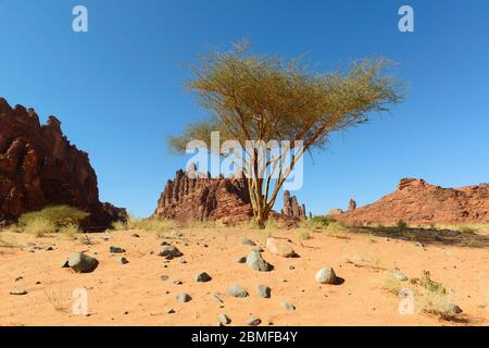 Wadi Disah. Tabuk Region, Saudi-Arabien. Stockfoto