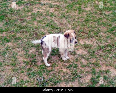 Streunender Hund niedlichen Welpen spielen Laufen in der Wiese Stockfoto