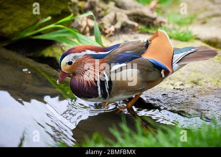 Mandarinente in natürlichem Lebensraum (Aix galericulata) Stockfoto