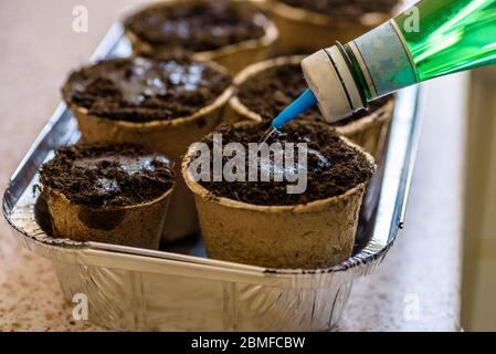 Biologisch abbaubare Saatguttöpfe mit Erde wird mit Wasser aus handgefertigten Flasche gegossen Stockfoto