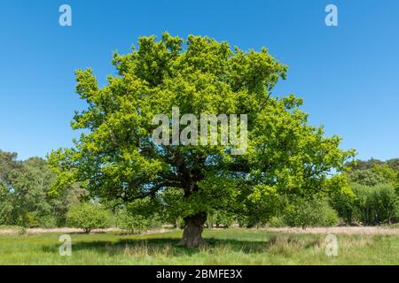 Reife Standard-englische Eiche (Quercus robur) mit frischen grünen Blättern im Mai, Hampshire, Großbritannien Stockfoto
