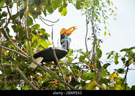 Sulawesi knobbenschnabel (Rhyticeros cassidix), weibliches Individuum, das Früchte isst. Stockfoto