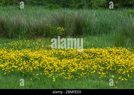 Wiesenbutterbecher ( Ranunculus acris), ein großer Fleck gelber Wildblumen im Mai in der Landschaft Hampshires, Großbritannien Stockfoto