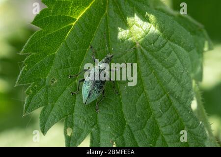 Brennnesselkäfer (Phyllobius pomaceus), kleiner Grünkäfer auf einer Brennnessel, UK Stockfoto