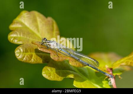 Unreife azurblaue Damselfliege (Coenagrion puella) auf einem Eichenblatt, UK Stockfoto