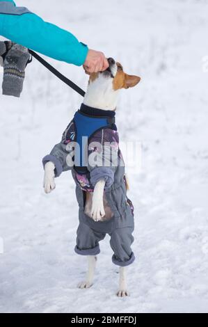 Meister Hand Fütterung basenji Hund im Wintermantel und auf einer Hinterbeine auf einem Schnee stehen Stockfoto