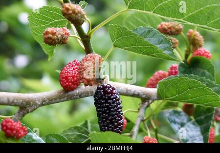 Frische und Bio-Maulbeerfrüchte Stockfoto