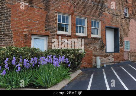Außenwand eines alten Backsteingebäudes mit wunderschönen lila Iris blühen vor. Stockfoto