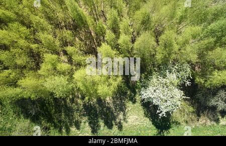 Baumpark mit blühenden Blumen über Dron View Stockfoto