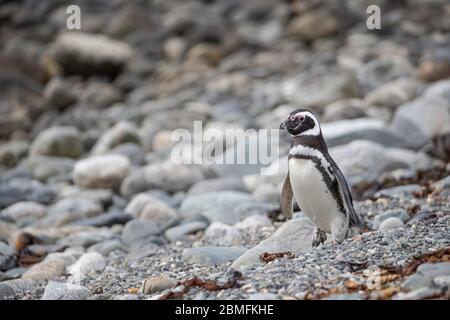 Magellanischer Pinguin auf dem Boden, Magdalena Insel, Magellanstraße, Patagonien, Chile Stockfoto