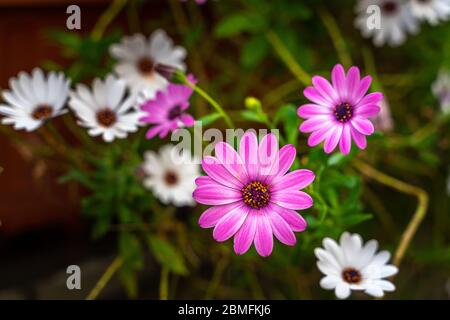 Bunte Zierpflanze mit Osteospermum fruticosum Blüten Stockfoto