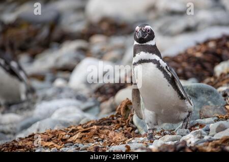 Magellanischer Pinguin auf dem Boden, Magdalena Insel, Magellanstraße, Patagonien, Chile Stockfoto