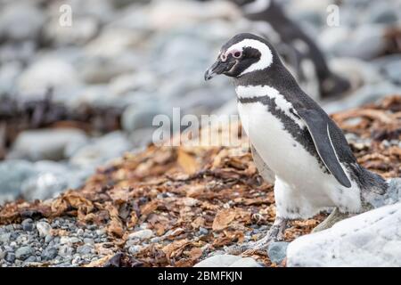 Magellanischer Pinguin auf dem Boden, Magdalena Insel, Magellanstraße, Patagonien, Chile Stockfoto