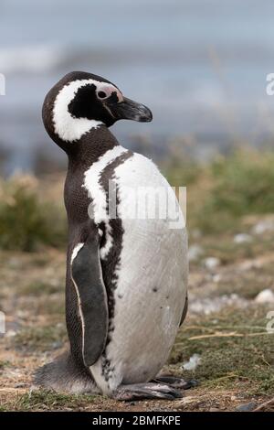 Magellanischer Pinguin auf dem Boden, Magdalena Insel, Magellanstraße, Patagonien, Chile Stockfoto