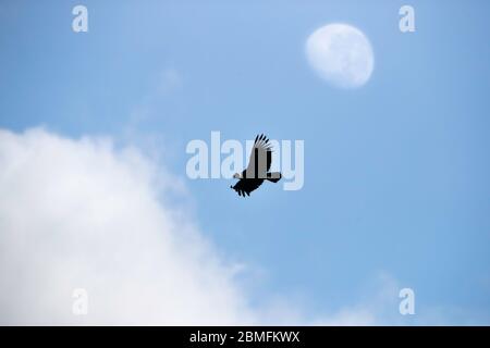 Ein einjährig erwachsener Kondor im Flug mit dem Mond im Hintergrund, Patagonien, Chile, Südamerika Stockfoto