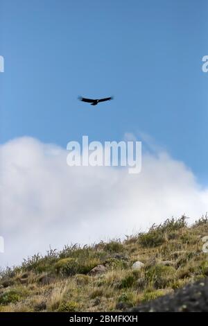 Condors in Flight, Patagonien, Chile, Südamerika Stockfoto