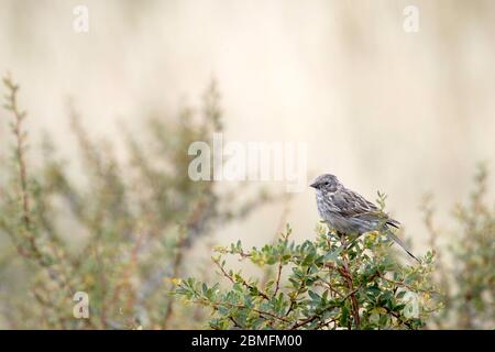 Jungtier-Rufous-Halsbandsperling im Busch, Torres del Paine, Patagonien, Chile Stockfoto