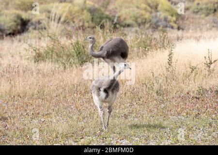 Kleiner Rhea oder Darwins Rhea, auf dem Steppengras von Patagonien, Chile. Stockfoto