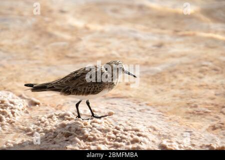 Baird's Sandpiper auf der Anrage der Laguna Piedra in der Atacama Wüste, Chile. Stockfoto