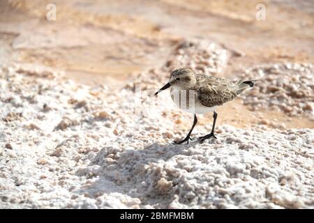 Baird's Sandpiper auf der Anrage der Laguna Piedra in der Atacama Wüste, Chile. Stockfoto