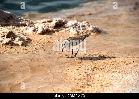 Baird's Sandpiper auf der Anrage der Laguna Piedra in der Atacama Wüste, Chile. Stockfoto